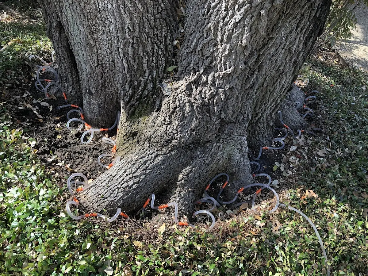 Detailed Tree Cabling and Bracing job site in Lancaster