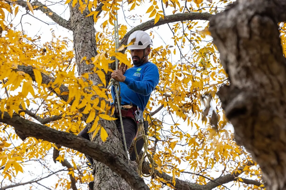 Skilled Emergency Tree Service crew working in Lancaster